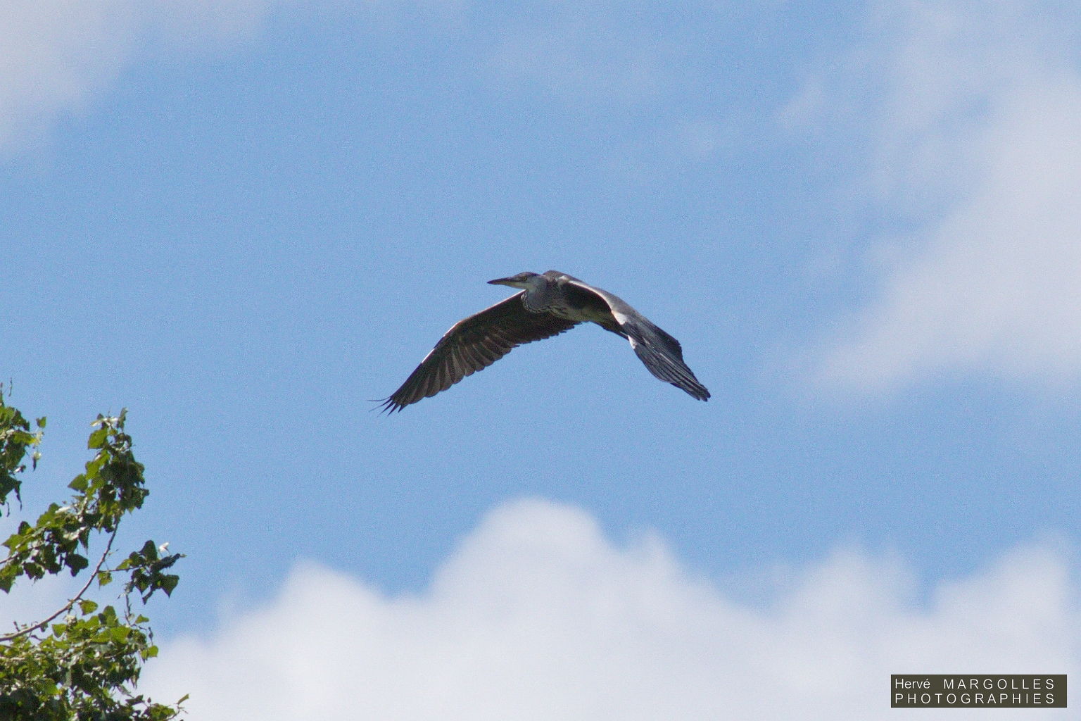 Heron cendre-03.jpg